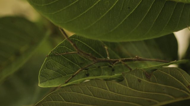 Pan reveals a stick insect on a green leaf