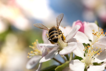Honey bee pollinates white pink cherry tree blossom with warm sunlight on a spring day. Collecting nectar from a flower