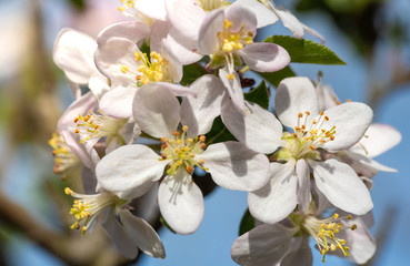 Branch of a blossoming apple tree with delicate white flowers and buds and fresh foliage. Beautiful light spring floral background. Close-up macro view