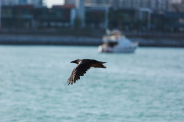 crow flies against the sea