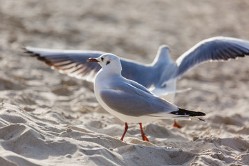 Seagulls on the beach in Hermosa watching the waves break on the shore waiting for food