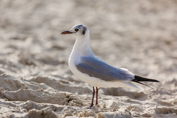 Seagulls on the beach in Hermosa watching the waves break on the shore waiting for food