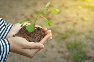 Nature concept. Earth day. Female hands holding soil with leaves.