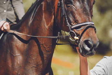 A human holds a beautiful Bay horse in sports gear by the bridle, which is illuminated by sunlight.