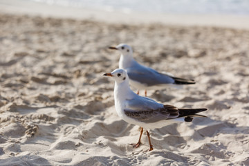 Seagulls on the beach in Hermosa watching the waves break on the shore waiting for food