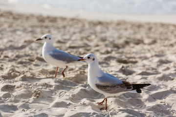 Seagulls on the beach in Hermosa watching the waves break on the shore waiting for food