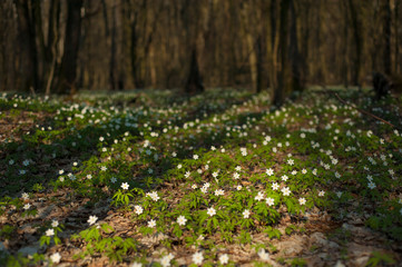 Anemone nemorosa flower in the forest in the sunny day. Wood anemone, windflower, thimbleweed.