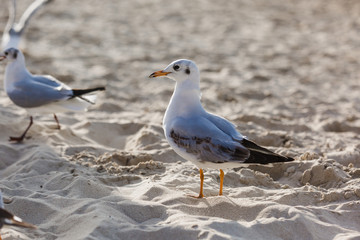 Seagulls on the beach in Hermosa watching the waves break on the shore waiting for food
