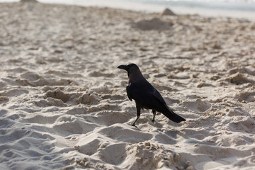 A black American crow (Corvus brachyrhynchos) walks along dark desolate sandy grounds.