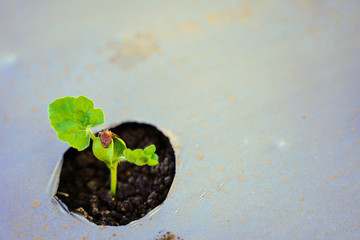 watermelon plant sprouting at field