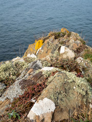 Lichen on rocks beside the sea in Ireland on coastal path 