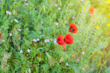 Wild mountain poppies in the spring meadow