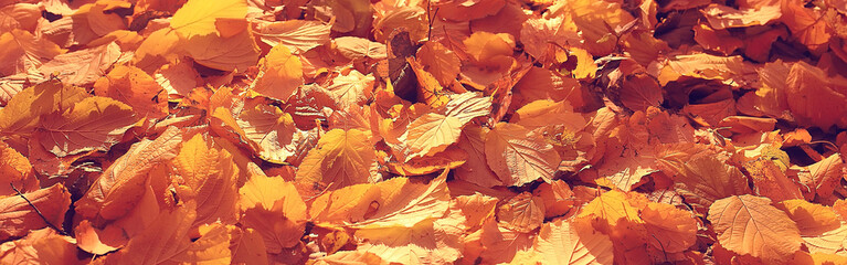 long narrow background autumn leaves 