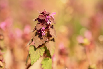 Blooming deaf purple nettle in the garden