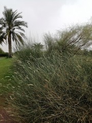 palm trees on the beach