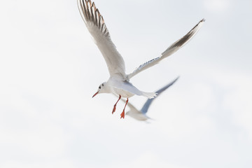 Seagull in flight against a blue sky, ascending with wings spread