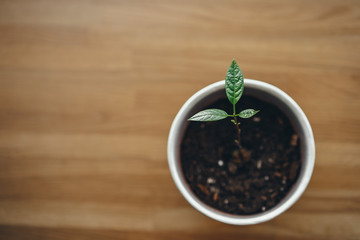 Avocado sprout, young home plant, minimalism, pot with a plant on a wooden surface