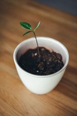 Avocado sprout, young home plant, minimalism, pot with a plant on a wooden surface