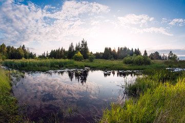 overgrown grass small forest pond at sunset