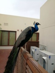 peacock with feathers