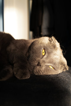 A Scottish fold cat lies on a fur Mat in the sun