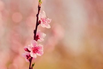 Pink peach flower blossom in the garden