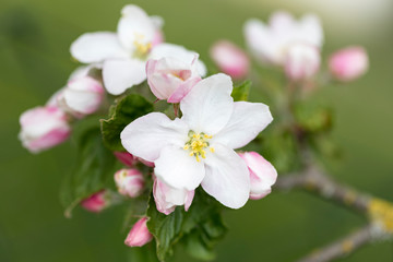 Fototapeta na wymiar Apfelblüten, Nahaufnahme mit geringer Schärfentiefe