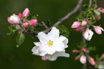 Obraz na płótnie Canvas Apfelblüten, Nahaufnahme mit geringer Schärfentiefe