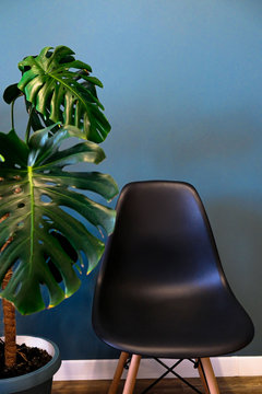 leaf monstery and black chair style