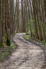 chemin et pont en foret