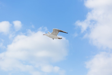 Seagull in flight against a blue sky, ascending with wings spread