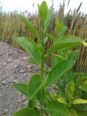 Closeup nature view of green tea lime leaves at plantation in garden on blurred greenery background in morning sunlight. Natural green plants landscape and ecology, fresh wallpaper concept copy space