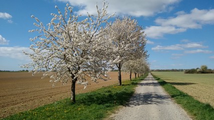 Blühende Kirschbäume Halballee (in BaWü, Deutschland)