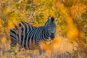 Zebra
