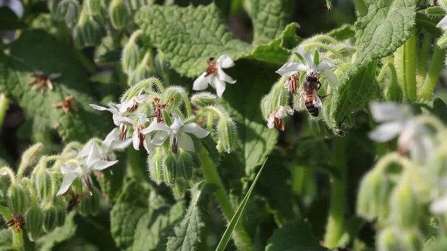 Abeille mellif&egrave;re butinant une fleur de bourrache blanche