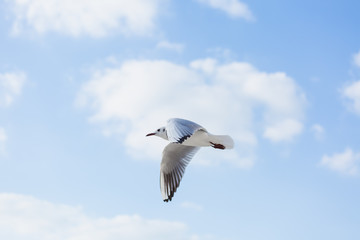 Obraz premium Seagull in flight against a blue sky, ascending with wings spread