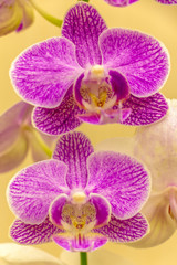 Magnificent cream flower of the Phalaenopsis Orchid