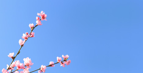 Nature background with a blossoming branch of pink sakura flowers. Vector pattern on blue sky, bottom view, banner, copy space