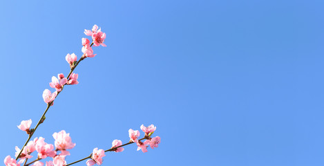 Fototapeta na wymiar Nature background with a blossoming branch of pink sakura flowers. Vector pattern on blue sky, bottom view, banner, copy space