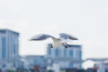 Seagulls in flight against the background of the sights of the old city, Charles Bridge and view to Vltava River, Prague Castle, Prague, Czech Republic.