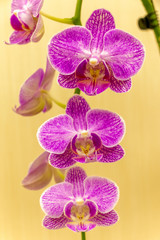 Magnificent cream flower of the Phalaenopsis Orchid