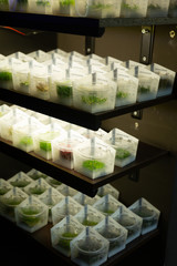 Aquarium plants on shelves of pet shop