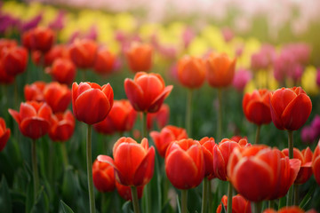 Red tulips flowers blooming in a tulip field, against the background of blurry tulips flowers in the sunset light.