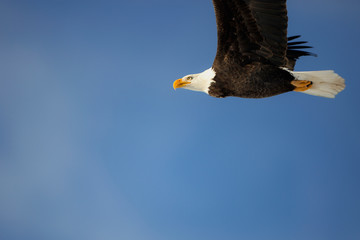 bald eagle in flight on cobalt blue sky,  copy space.