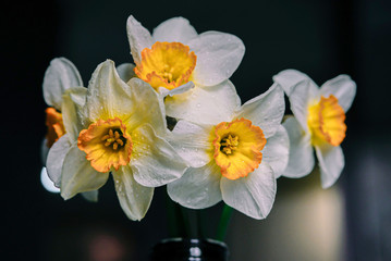 white flowers with drops on leaves in the dark