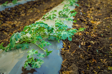 indian modern watermelon farming techniques