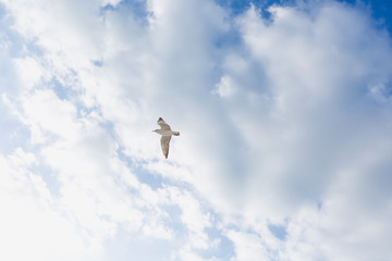 Seagull in flight against a blue sky, ascending with wings spread