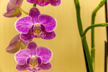 Magnificent cream flower of the Phalaenopsis Orchid
