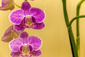 Magnificent cream flower of the Phalaenopsis Orchid