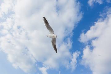 Seagull in flight against a blue sky, ascending with wings spread